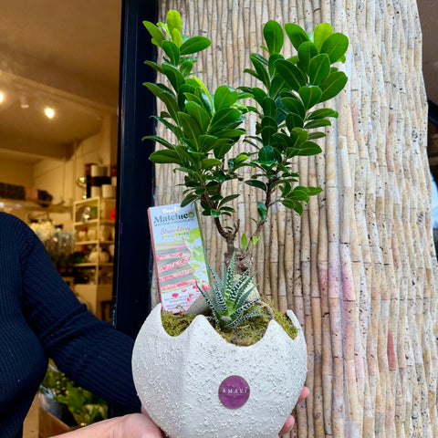 Matcha Garden Bonsai & Çikolata Aranjmanı