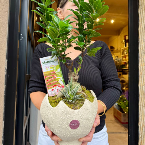 Matcha Garden Bonsai & Çikolata Aranjmanı