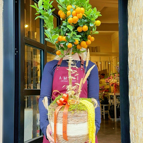 Sepette Midi Mandalina Ağacı
