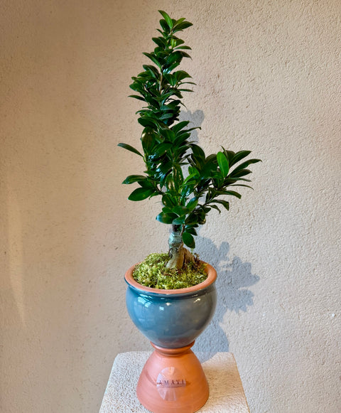 Sculptural Ficus Bonsai