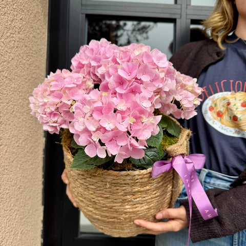 Sepette Pembe Ortanca