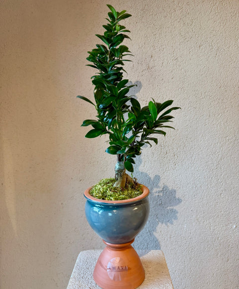 Sculptural Ficus Bonsai