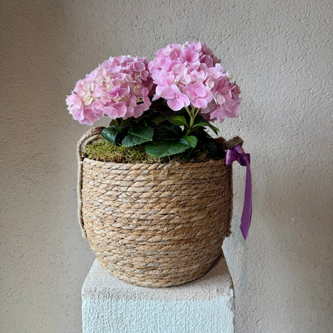 Sepette Pembe Ortanca