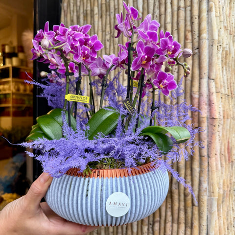 Purple Crush Saksıda Premium Orkide