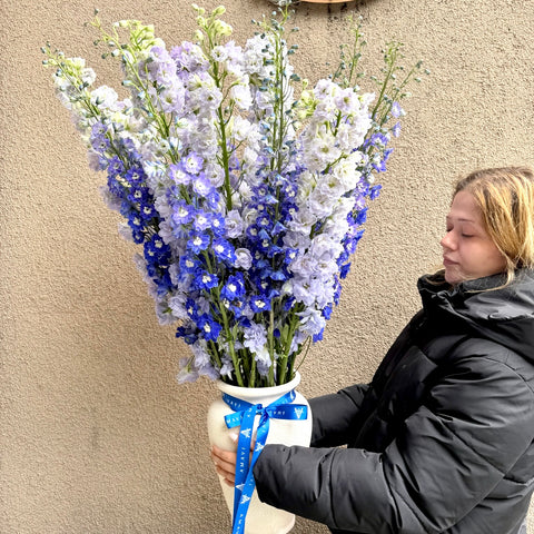 Blue Whisper Vazoda Delphinium
