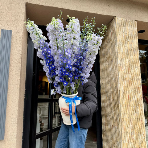 Blue Whisper Vazoda Delphinium