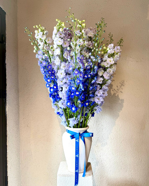 Blue Whisper Vazoda Delphinium