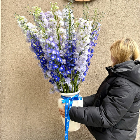 Blue Whisper Vazoda Delphinium