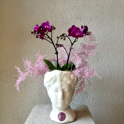 Orchid Poise Heykel Aranjman
