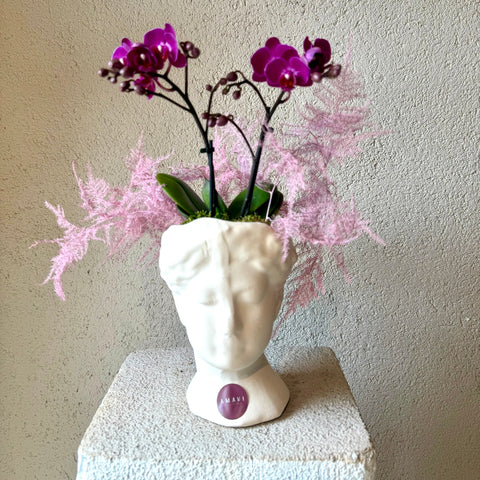 Orchid Poise Heykel Aranjman