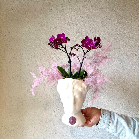 Orchid Poise Heykel Aranjman