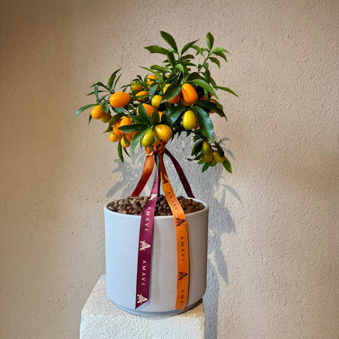 Citrus Elegance  Mini Kumquat Ağacı