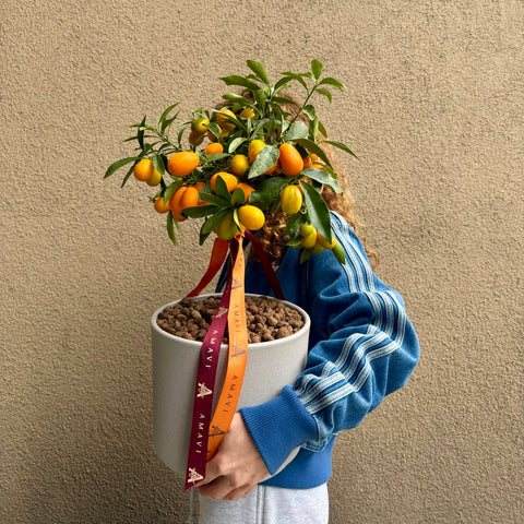 Citrus Elegance  Mini Kumquat Ağacı