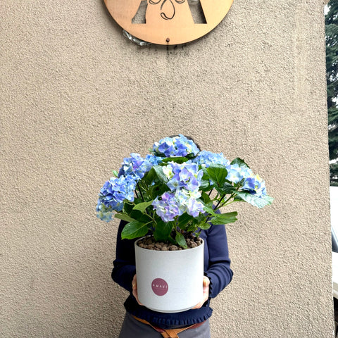 Blue Serenity Saksıda Ortanca