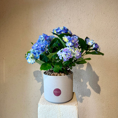 Blue Serenity Saksıda Ortanca