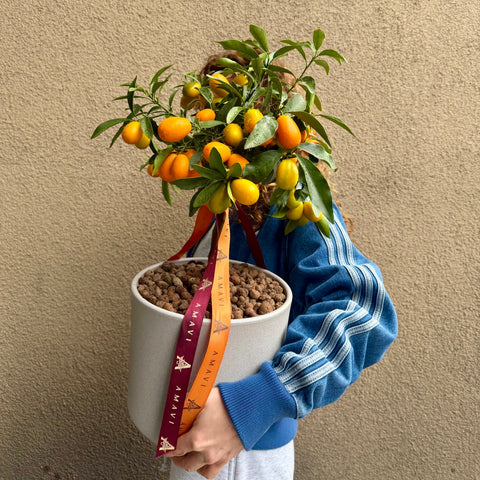 Citrus Elegance  Mini Kumquat Ağacı