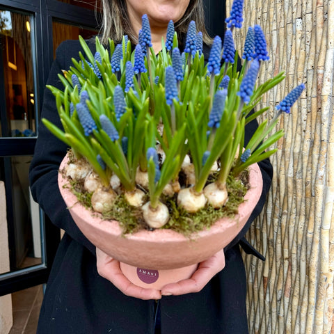 Blue Grape Garden Çoklu Muscari Tasarımı