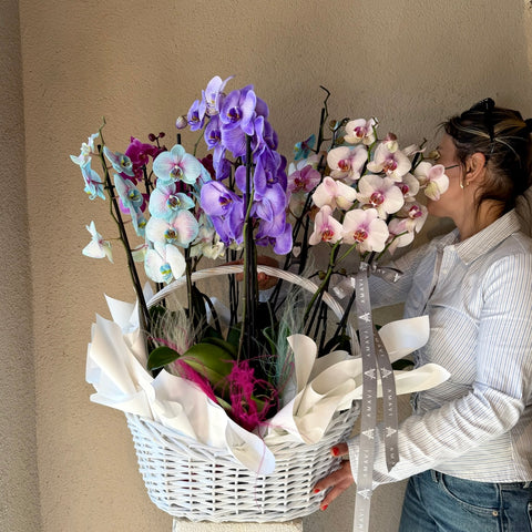 Opéra Bloom Sepette 12 Dallı Mix Orkide