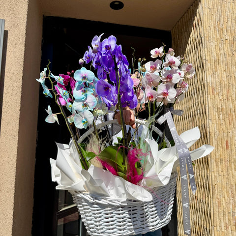 Opéra Bloom Sepette 12 Dallı Mix Orkide
