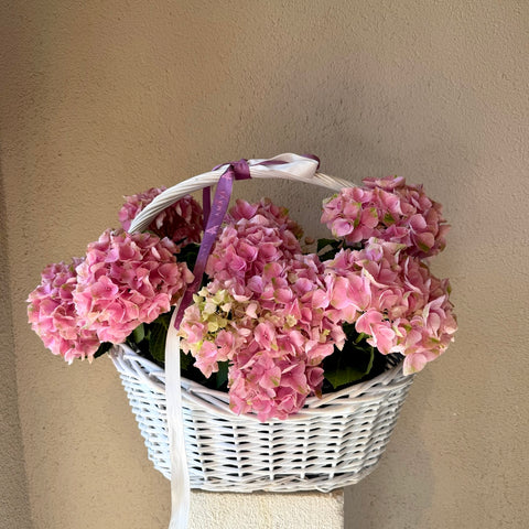 Blush Hydrangea Sepette Ortanca