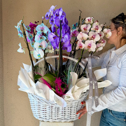 Opéra Bloom Sepette 12 Dallı Mix Orkide