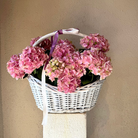 Blush Hydrangea Sepette Ortanca