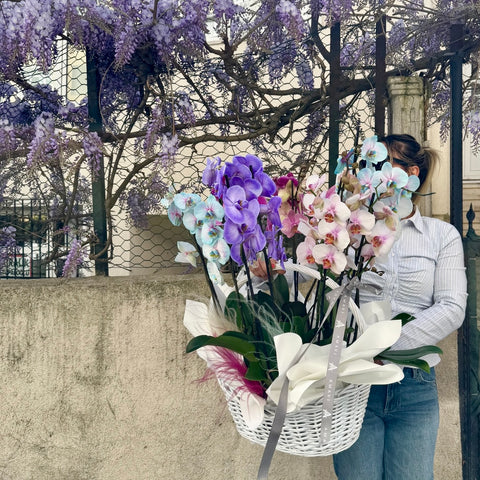 Opéra Bloom Sepette 12 Dallı Mix Orkide
