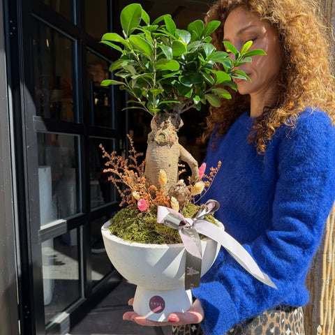 Zen Roots Premium Bonsai