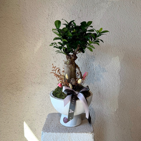 Zen Roots Premium Bonsai