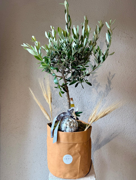 Terra Olive – Premium Zeytin Ağacı Aranjmanı