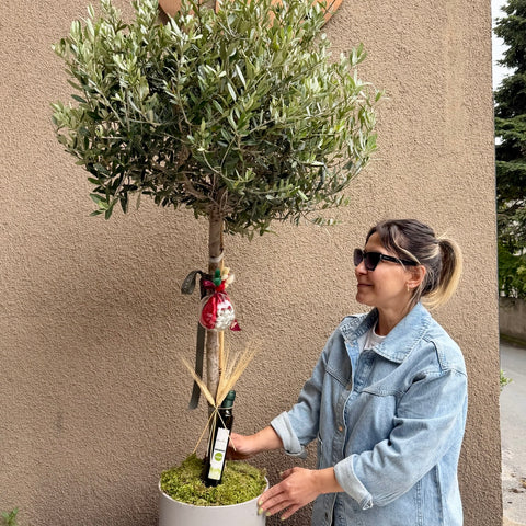 Ege Esintisi Zeytin Ağacı 160cm