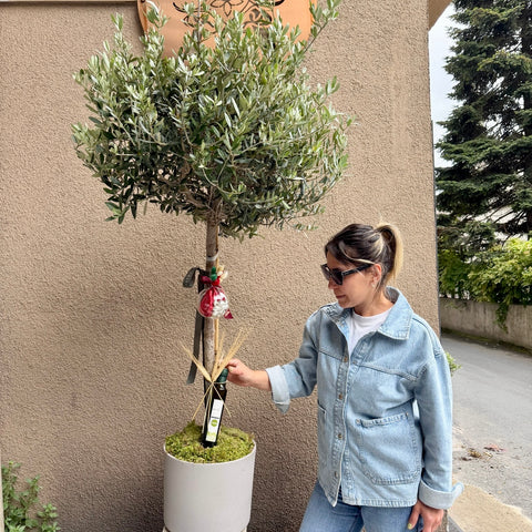 Ege Esintisi Zeytin Ağacı 160cm