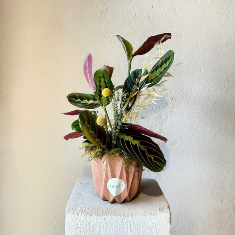 Dekoratif Saksıda Calathea( Dua Çiçeği)
