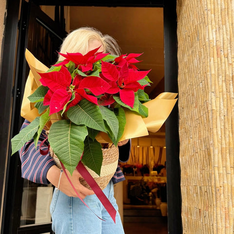 Scarlet Poinsettia Sepette Atatürk Çiçeği