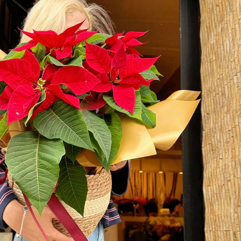 Scarlet Poinsettia Sepette Atatürk Çiçeği