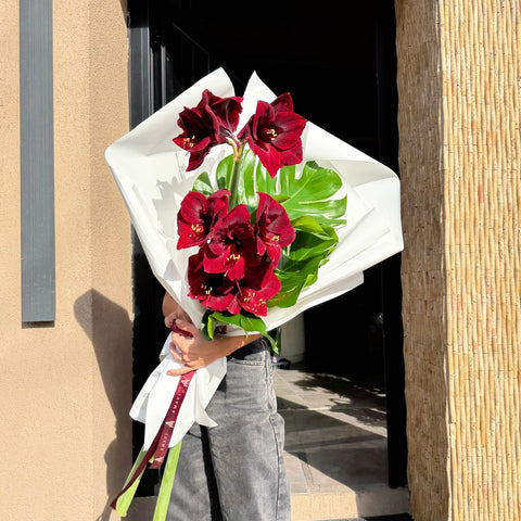 Velvet Amaryllis Premium Buket