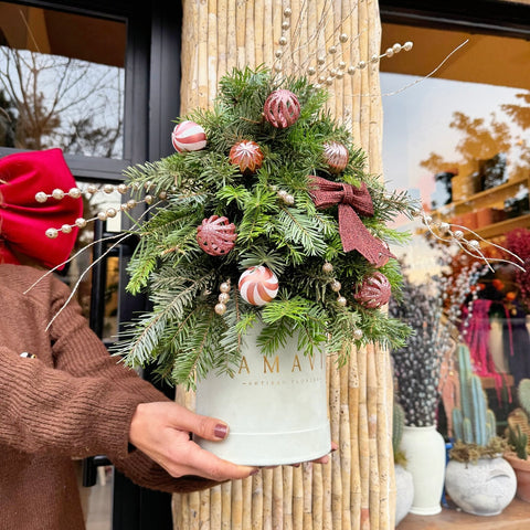 Cinnamon Glow Mini Çam Ağacı