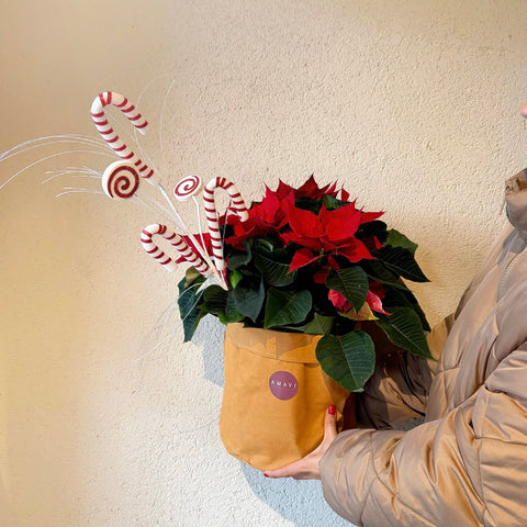 Scarlet Star Ponsetya Yeni Yıla Özel