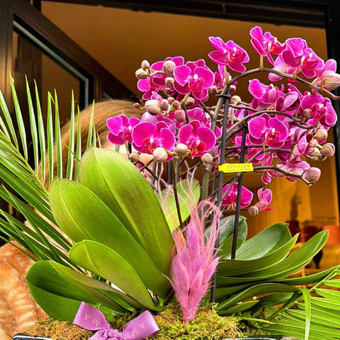 Amavi’s Violet Aura Vazoda Orkide Tasarımı