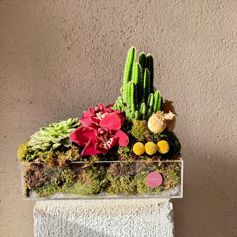 Desert Muse Pleksi Kutuda Kaktüs Aranjman