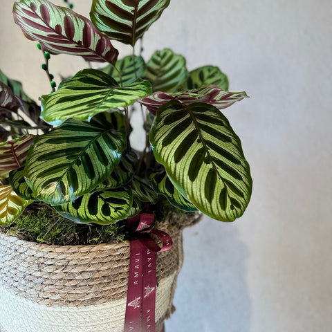Sepette Dua Çiçeği (Calathea)