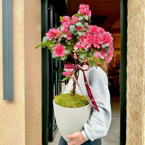 Pembe Baston Açelya İthal Seramik Saksıda