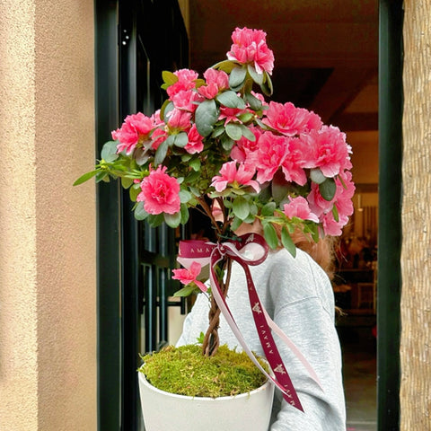 Pembe Baston Açelya İthal Seramik Saksıda