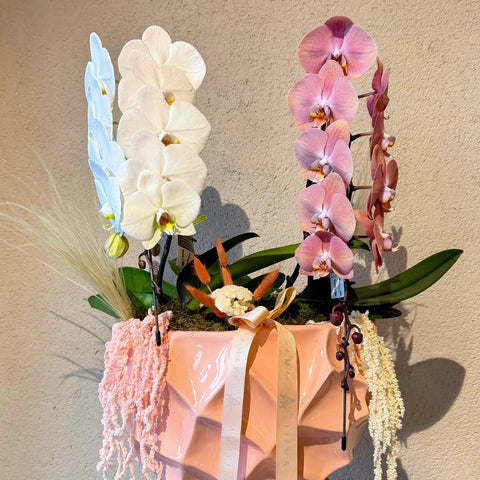 Blush Équilibre Seramik Vazoda Orkide Aranjmanı