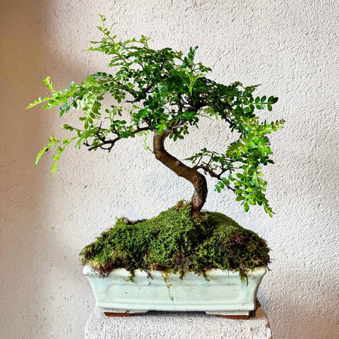 Amavi’s Zen Curve Bonsai