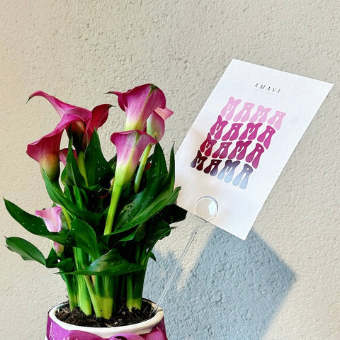 Mom For You – Calla Lillies (Gala Çiçeği)