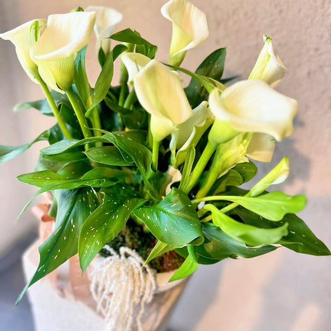 White Gala in Silver Glass Vase