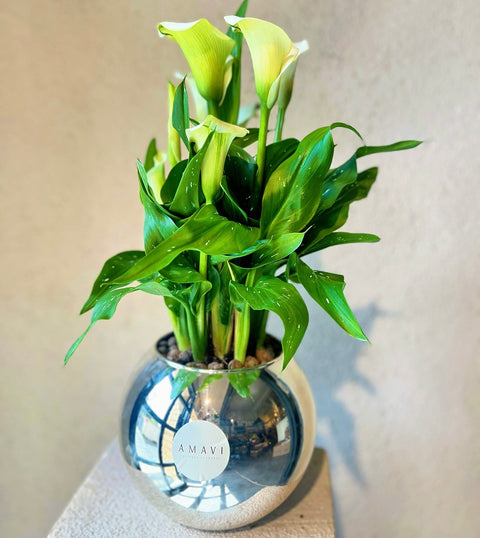 White Gala in Silver Glass Vase