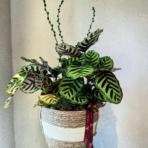 Sepette Dua Çiçeği (Calathea)