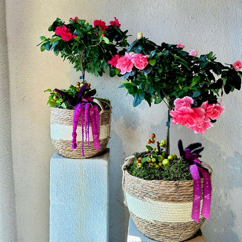 Sepette Pembe Baston Açelya